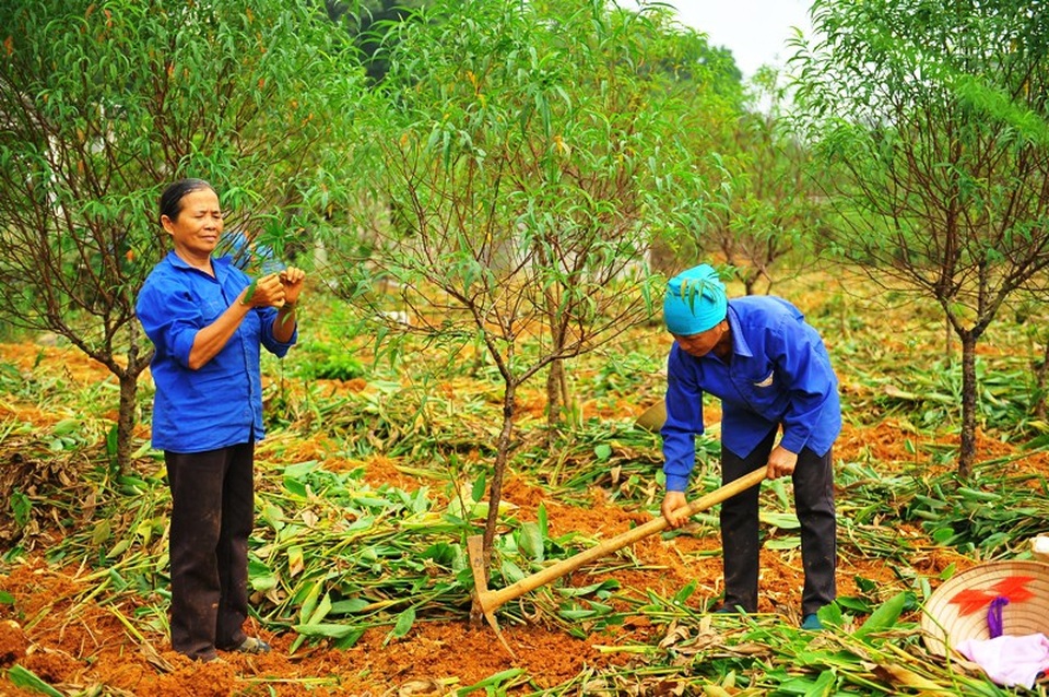 Hơn 4.000 cây đào phai “chết như ngả rạ”, nông dân khóc ròng - 3 Nhiều hộ dân ở làng đào Đông Sơn buồn rười rượi khi mất cả trăm triệu đồng do đào chết hết.