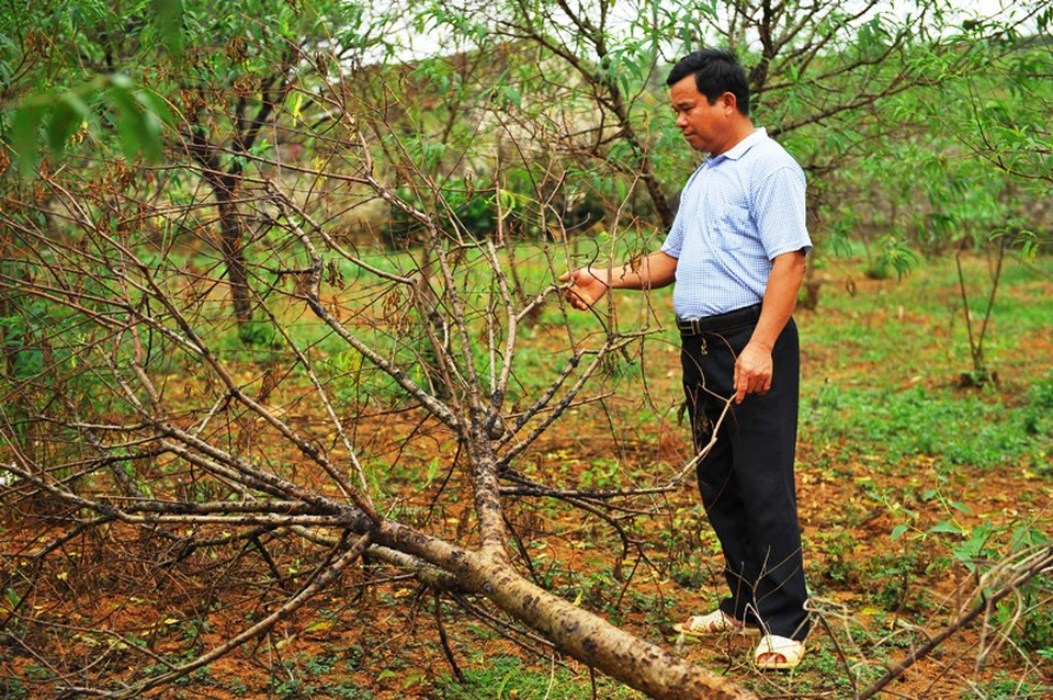 Hơn 4.000 cây đào phai “chết như ngả rạ”, nông dân khóc ròng - 2 Nhiều gốc đào to có giá trị cao vào Tết Nguyên đán năm nay bị chết, nông dân phải chặt bỏ.