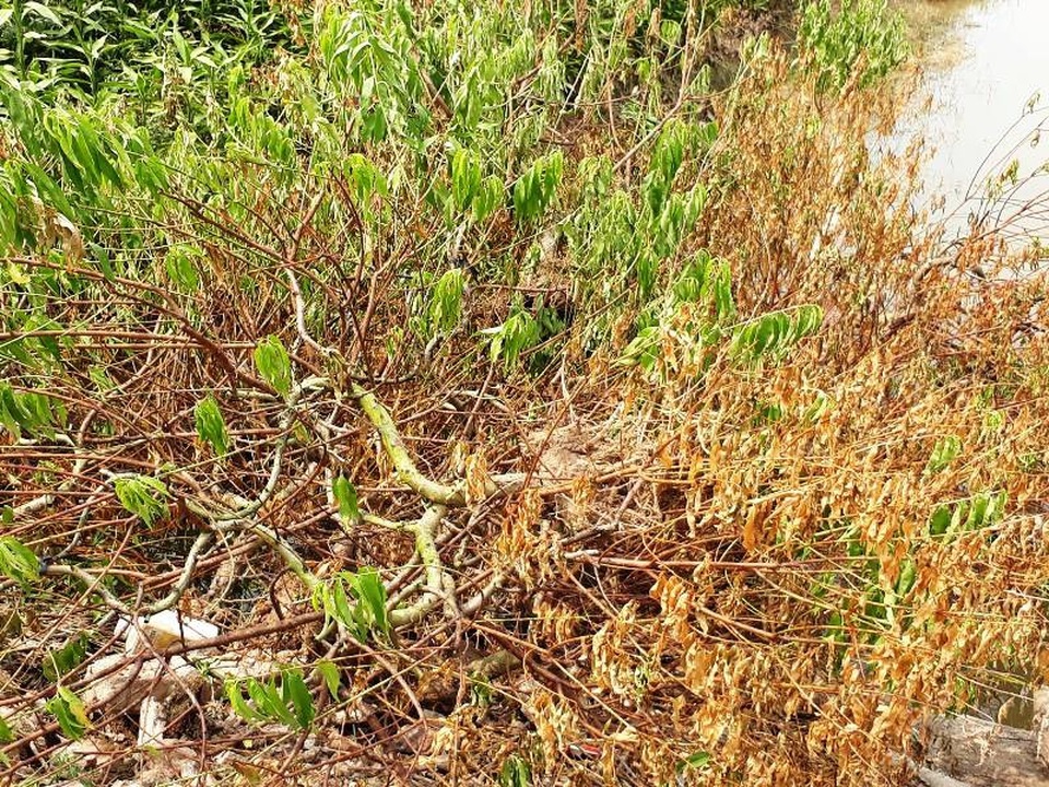 Bất lực nhìn hàng trăm cây đào chết khô “trơ xương” - 3 Một số hộ gia đình phải nhổ những gốc đào đã chết khô để trồng hoa màu vớt vát