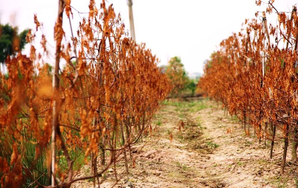 Bất lực nhìn hàng trăm cây đào chết khô “trơ xương” - 1 Vườn đào chuẩn bị dịp Tết Nguyên đán của người dân xã Minh Tân, huyện Đông Hưng chết vàng úa lá