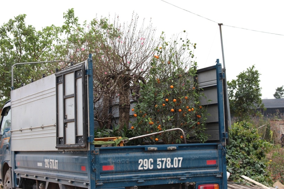 Nhật Tân tất bật trồng lại đào sau Tết - 1 Từ mùng 10 tháng Giêng, khách hàng bắt đầu trả đào về các vườn.