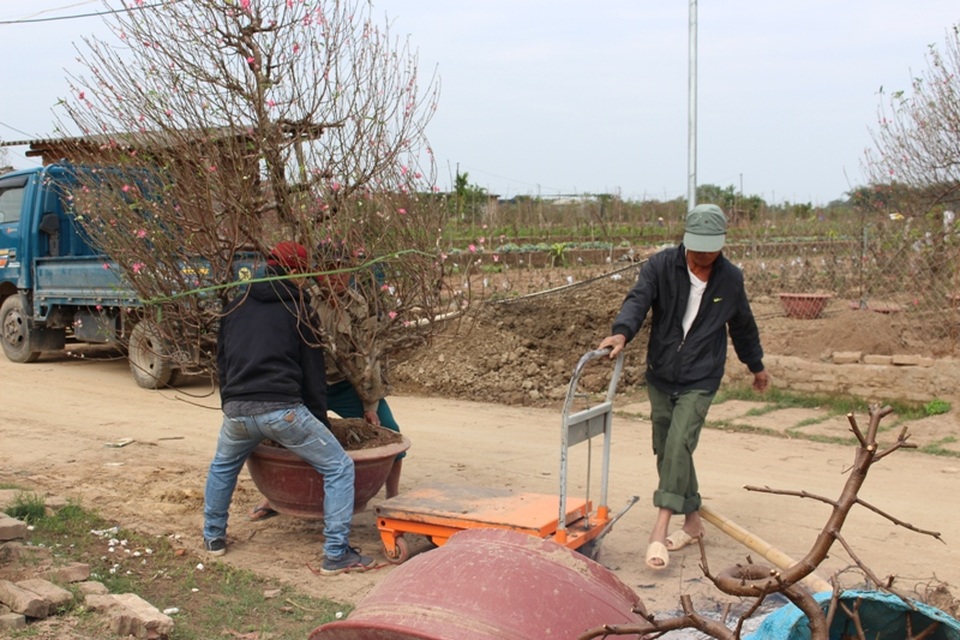 Nhật Tân tất bật trồng lại đào sau Tết - 5 Những gốc đào sau Tết được mang trở lại vườn.