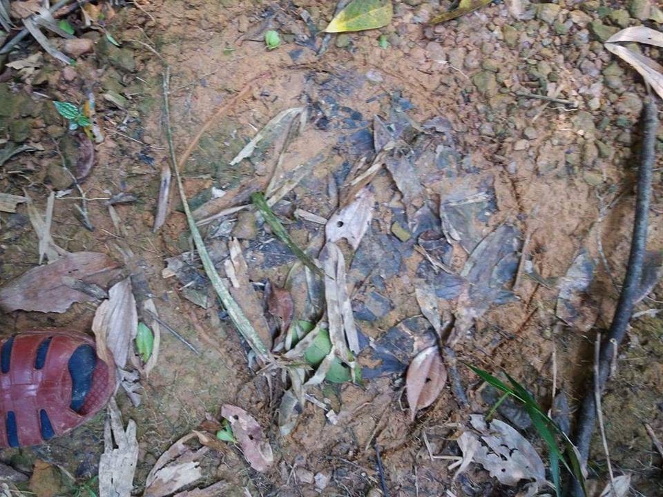 
Các cơ quan chức năng phát hiện nhiều dấu chân và phân voi tại nhiều vị trí tại Vườn Quốc gia Vũ Quang
