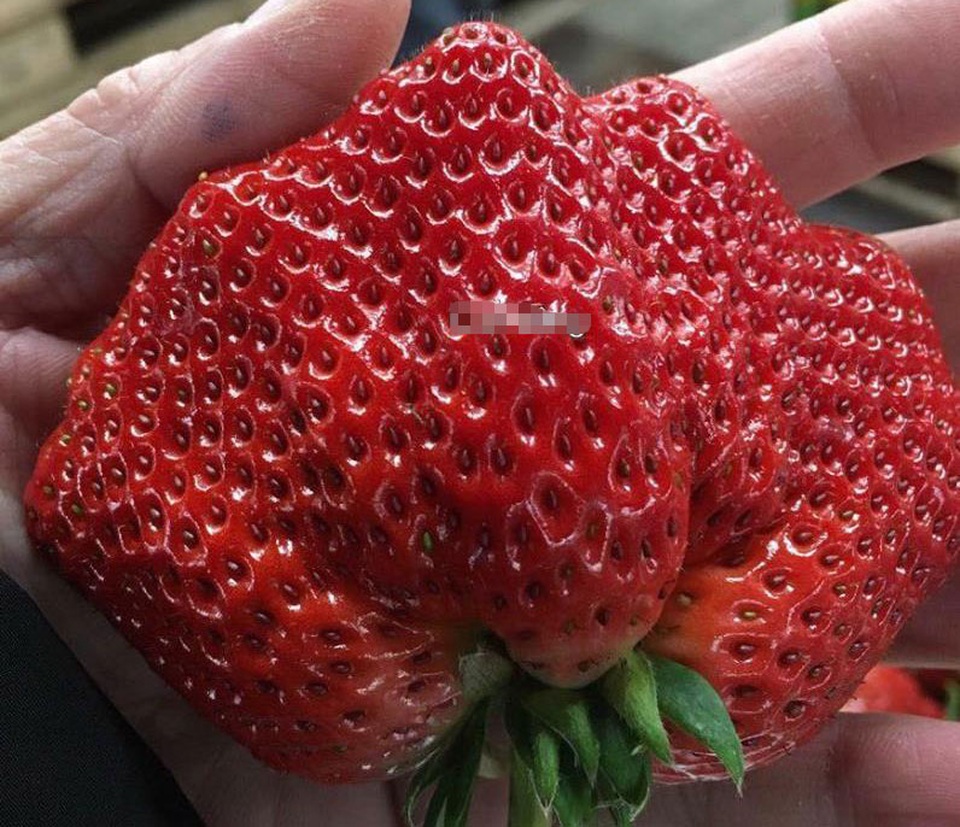 
Quả dâu quạt có hình thù giống như chiếc quạt giấy, to bằng gần tay người lớn
