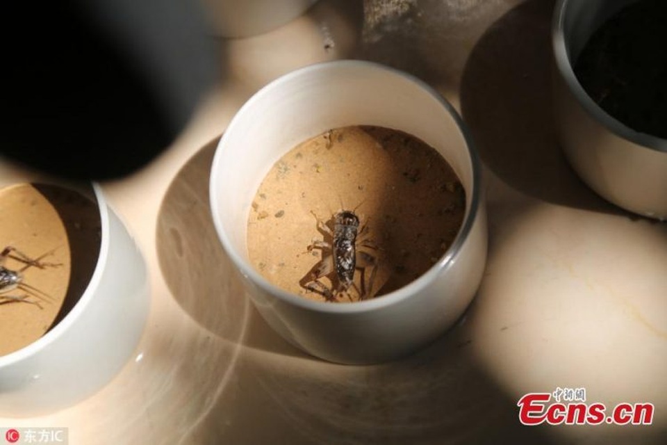 Đến làng chọi dế: Nơi những “đấu sỹ” dế có thể bán giá hàng chục triệu - 2 Chiến binh dế được nuôi cẩn thận