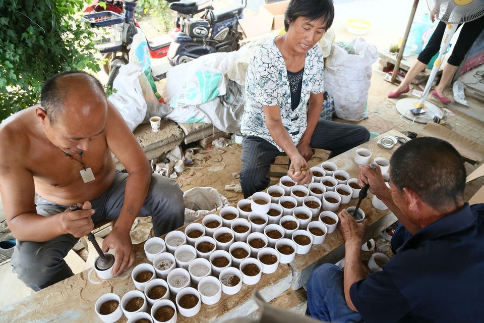 Đến làng chọi dế: Nơi những “đấu sỹ” dế có thể bán giá hàng chục triệu - 4 Đến làng chọi dế: Nơi những “đấu sỹ” dế có thể bán giá hàng chục triệu - 4