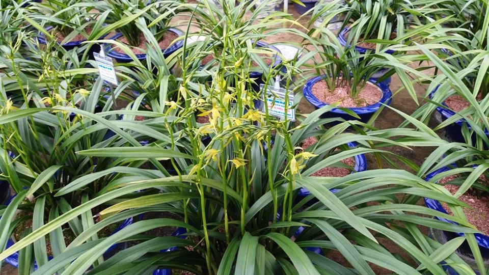 Giống địa lan Hoàng Vũ được người yêu hoa đánh giá là “Nữ hoàng địa lan”