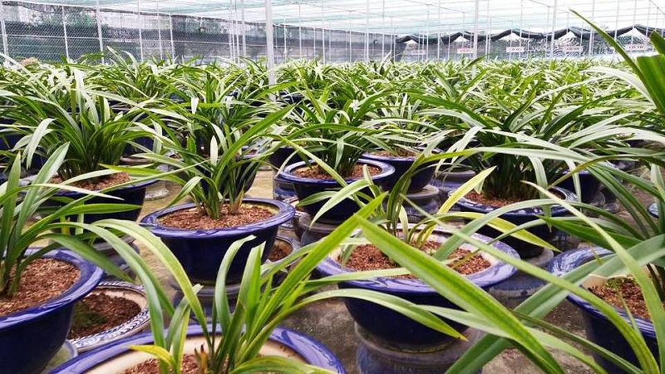 Vườn địa lan Hoàng Vũ “khổng lồ” trị giá hơn 15 tỷ đồng trên đất Thành Nam - 1