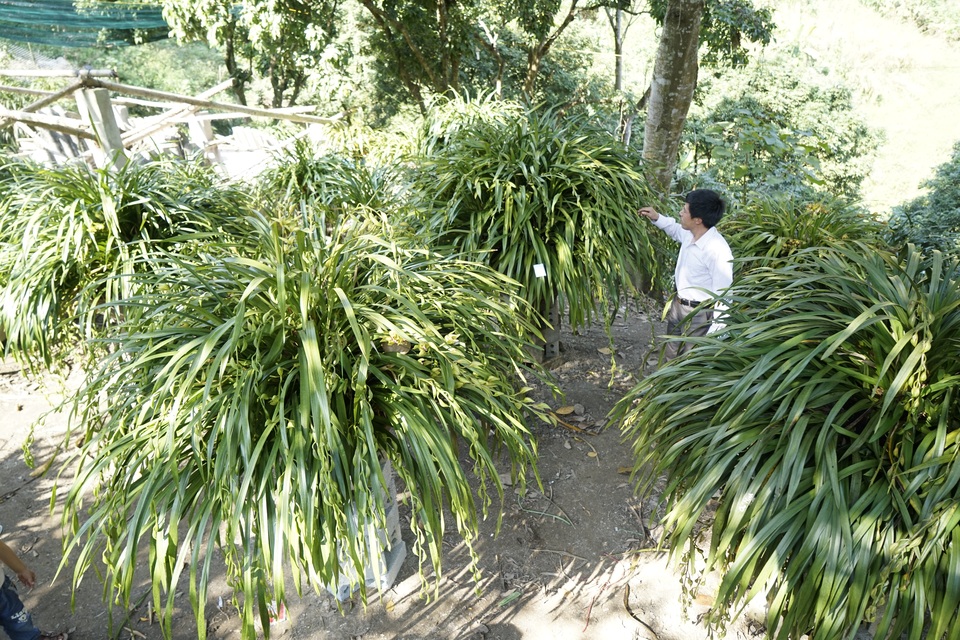 Hoa địa lan Trần Mộng Sa Pa 1,5 triệu đồng/cành không có hàng mà bán - 1
Hoa địa lan Trần Mộng là loài hoa lan chỉ cho hoa đẹp và nở lâu tàn ở vùng núi cao gần 2.000 mét so với mặt nước biển Sa pa.