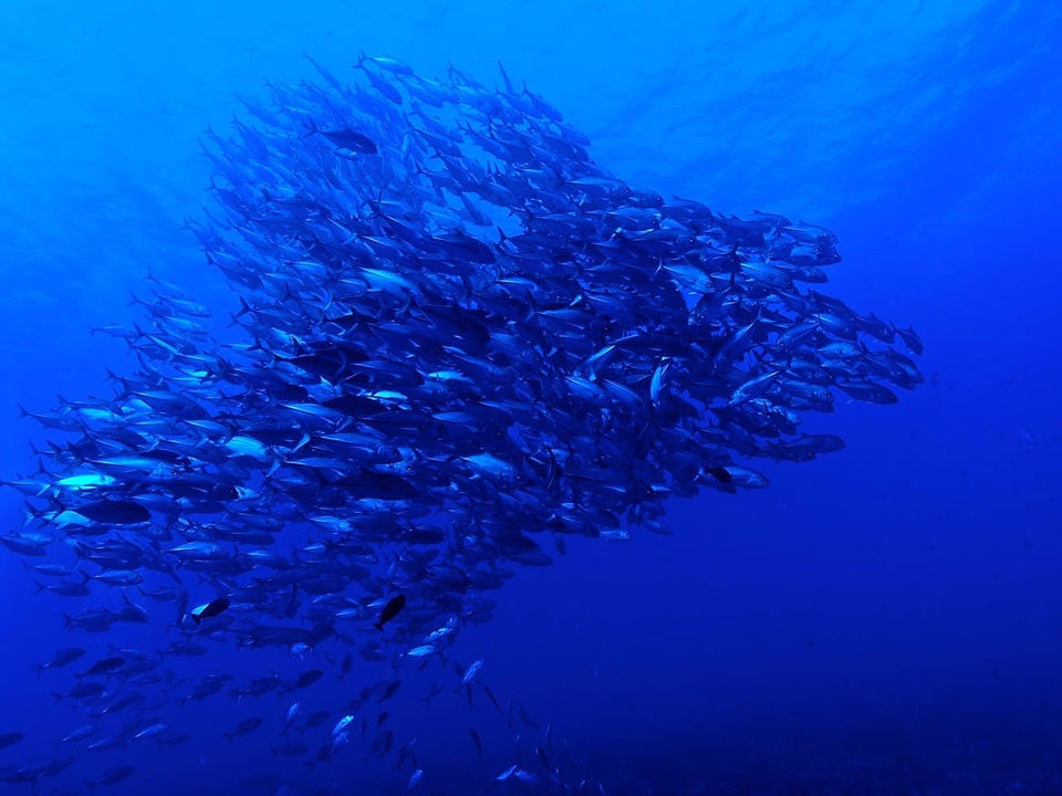 Rangiroa là một trong những đảo san hô lớn nhất thế giới, đồng thời là đảo san hô lớn nhất trong quần đảo Tuamotu. Đây cũng là điểm lặn ưa thích với làn nước trong xanh và các động vật biển đa dạng. Các khu vực lặn phổ biến bao gồm Blue Lagoon, và Tiputa Pass. Tại đây, du khách có thể thấy tận mắt cá heo, cá đuối, rùa biển xanh và cá mập đầu búa.