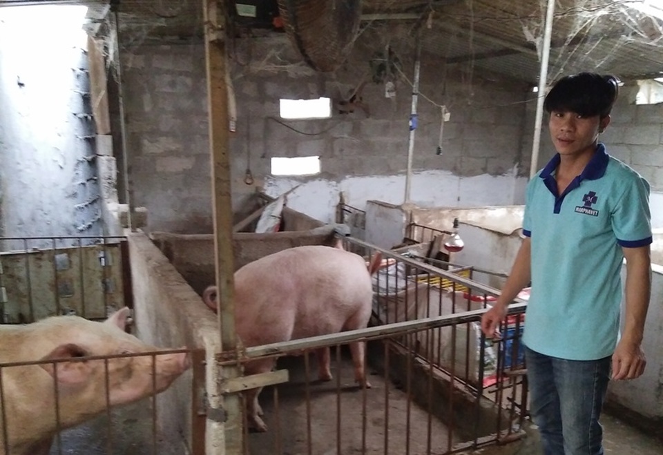 Chàng thanh niên lầm lỗi “viết” lại cuộc đời trên mảnh đất quê hương - 2 Trang trại của Tuân còn có hàng chục con lợn thịt