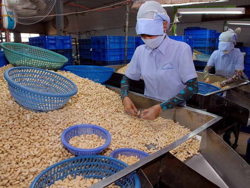 Về Việt Nam, hạt điều phải "lượn" 3 lần đường mới đến được doanh nghiệp - 1 Nhập khẩu và chế biến điều (ảnh minh hoạ)