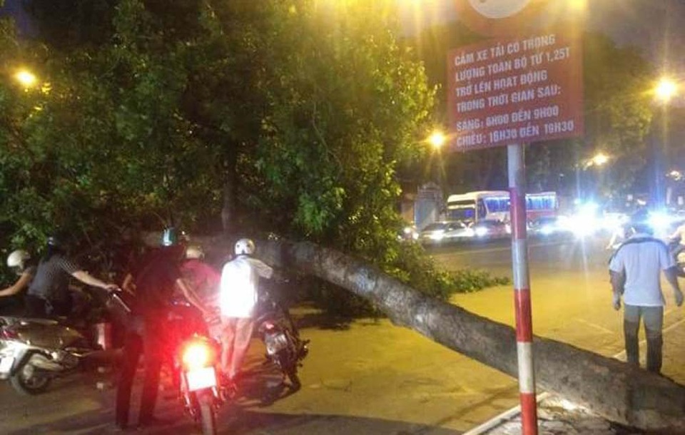 Hà Nội: Cây xà cừ đổ ngang đường, giao thông ùn tắc kéo dài - 1 Cây xà cừ đổ xuống đường khiến các phương tiện di chuyển rất khó khăn. (Ảnh: CTV).