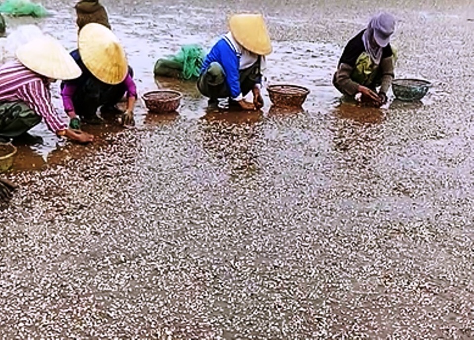 Vụ đổ chất thải xuống biển: Dân bức xúc vì ngao chết bất thường - 3
Người nuôi ngao thu gom ngao chết