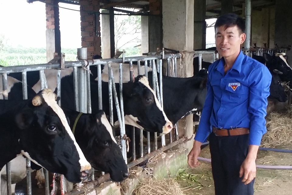 Chàng trai 9X kiếm hàng trăm triệu đồng nhờ nuôi bò sữa - 1 Anh Đỗ Hữu Quyết bên trang trại bò sữa của gia đình mình