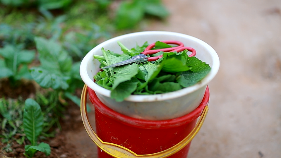 Ngâm rau trong nước muối, sai lầm tai hại bà nội trợ nào cũng mắc - 2 Cách tốt nhất là rửa rau dưới vòi nước sạch nhiều lần để loại bỏ vi khuẩn hoặc hóa chất bám bên ngoài bề mặt rau. Ảnh: Hà Trang