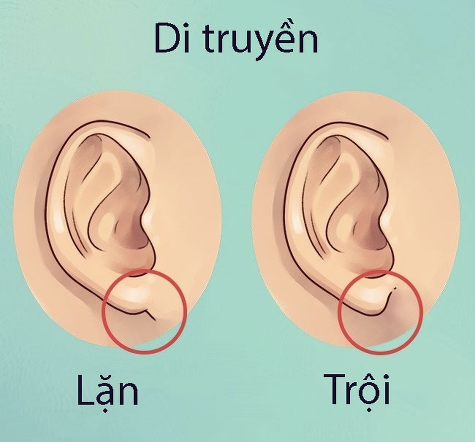 Tai bạn tiết lộ điều gì? - 2 Tai bạn tiết lộ điều gì? - 2