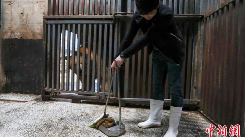 Du khách bỏ tiền triệu học cách... dọn phân gấu - 1 Du khách bỏ tiền triệu để học cách dọn phân gấu