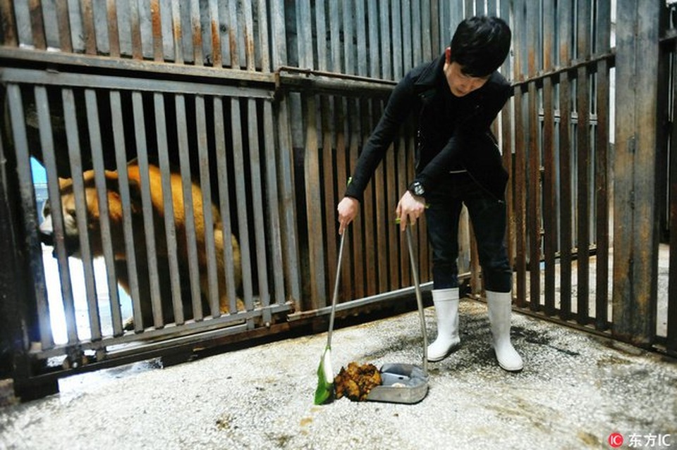 Du khách bỏ tiền triệu học cách... dọn phân gấu - 2 Khóa học đặc biệt giúp du khách tìm hiểu về đời sống của những con gấu trắng Bắc Cực