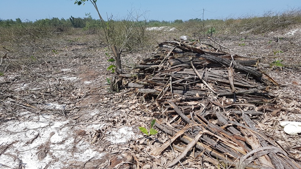Xử lý dứt điểm việc phá rừng phòng hộ để nuôi tôm trên cát - 4 Hàng loạt cây rừng phòng hộ bị đốn hạ trái phép