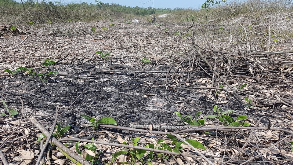 Xử lý dứt điểm việc phá rừng phòng hộ để nuôi tôm trên cát - 8 Các khoảnh rừng làm nhiệm vụ chắn cát, chắn gió bị triệt tiêu