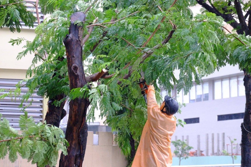 Người dân Đà Nẵng dọn vệ sinh, khắc phục hậu quả mưa bão, đón APEC - 3 Cắt tỉa cây xanh cho gọn gàng
