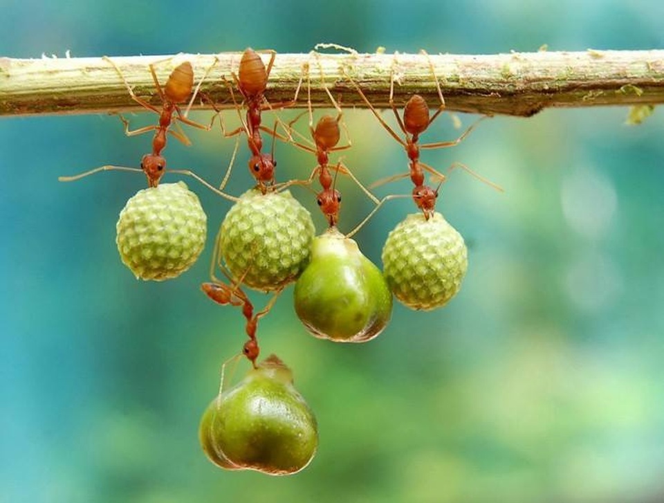 Những khoảnh khắc đẹp mê mẩn trong thế giới động vật - 8 Làm việc theo nhóm, sức mạnh của đồng đội
