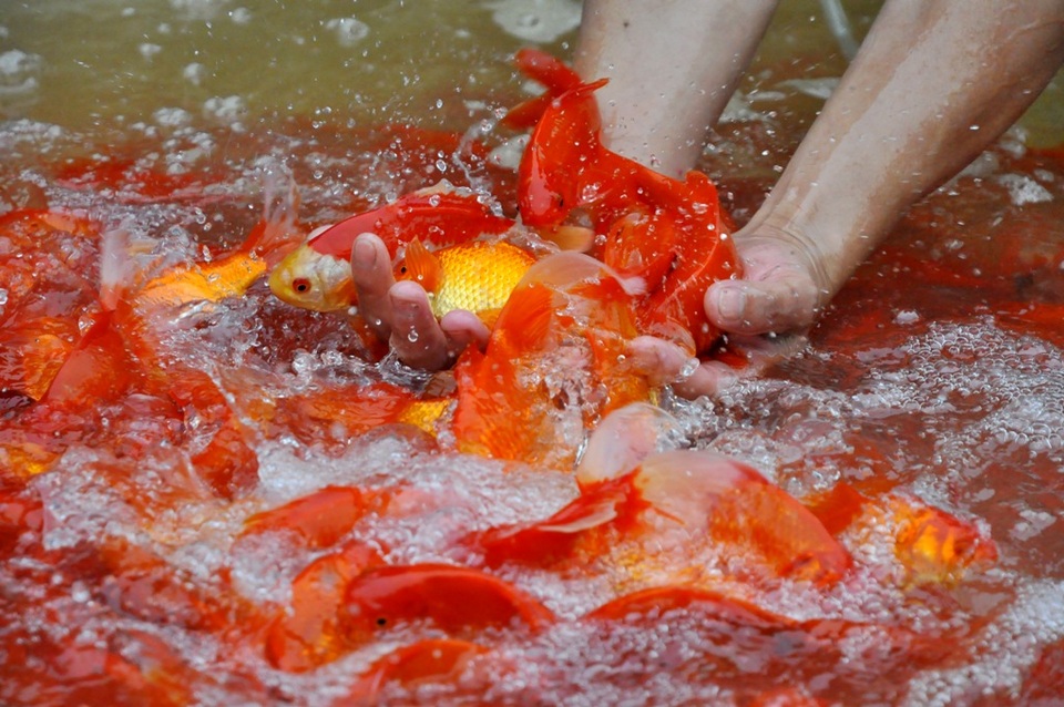 Chợ cá lớn nhất Hà Nội nhộn nhịp trước ngày ông Công ông Táo - 7
Những thùng cá chép đỏ rực được người mua lựa chọn kỹ càng trước khi cân bán