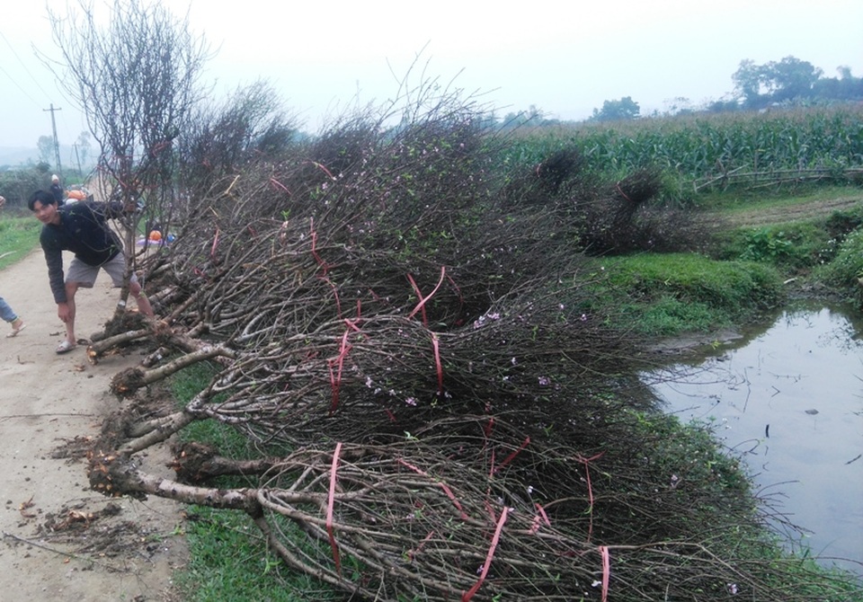 Tết sớm ở làng hoa đào lớn nhất xứ Thanh - 7 Đào Xuân Du đẹp, giá cả hợp lý nên được nhiều thương lái đặt mua với số lượng lớn.