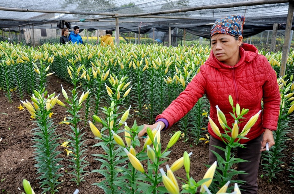Tết Đinh Dậu, thêm một mùa hoa ly "mất trắng" - 11
Bà Bùi Thị Liên (Tây Tựu, Hà Nội) đang buộc túi lưới để hãm việc hoa nở sớm. Dù không bị thiệt hại nặng nề như nhiều hộ trồng hoa ly khác song bà Liên cho biết, thời tiết thất thường khiến cho chất lượng hoa không được đẹp như mọi năm vì thế giá cũng bị giảm theo. Hiện tại gia đình bà chỉ còn khoảng 1 sào hoa ly vàng để bán Tết, giá đổ buôn tại vườn là 30.000 đồng/cành.