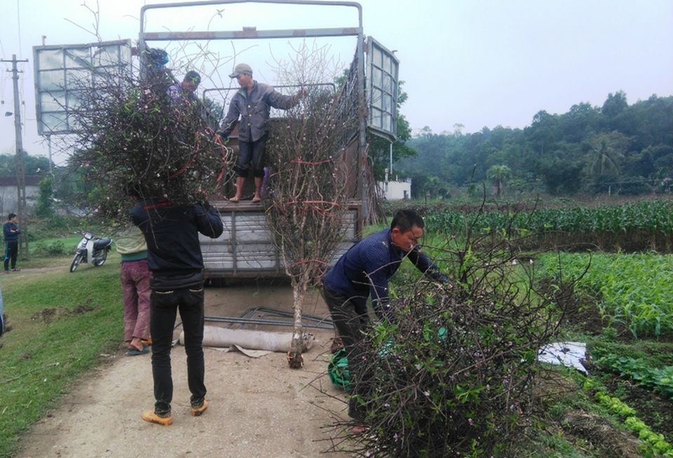 Tết sớm ở làng hoa đào lớn nhất xứ Thanh - 12 Xe ô tô, xe máy tấp nập ra vào chở đào đi các nơi