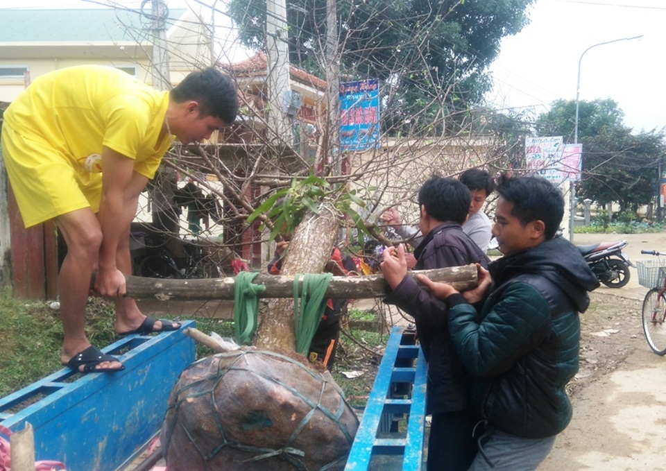 Tết sớm ở làng hoa đào lớn nhất xứ Thanh - 11 Những ngày này, cảnh mua bán đào tại Xuân Du luôn diễn ra nhộn nhịp