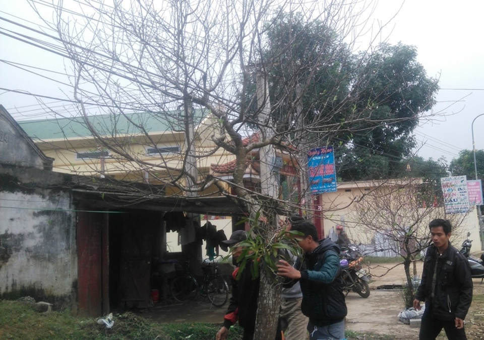 Tết sớm ở làng hoa đào lớn nhất xứ Thanh - 3 Đào được dựng trước các nhà dân để chào bán