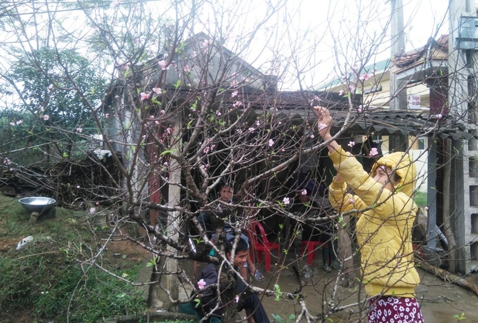 Tết sớm ở làng hoa đào lớn nhất xứ Thanh - 2 Sắc xuân ngập tràn khắp nhà nhà nơi vùng trồng đào Xuân Du