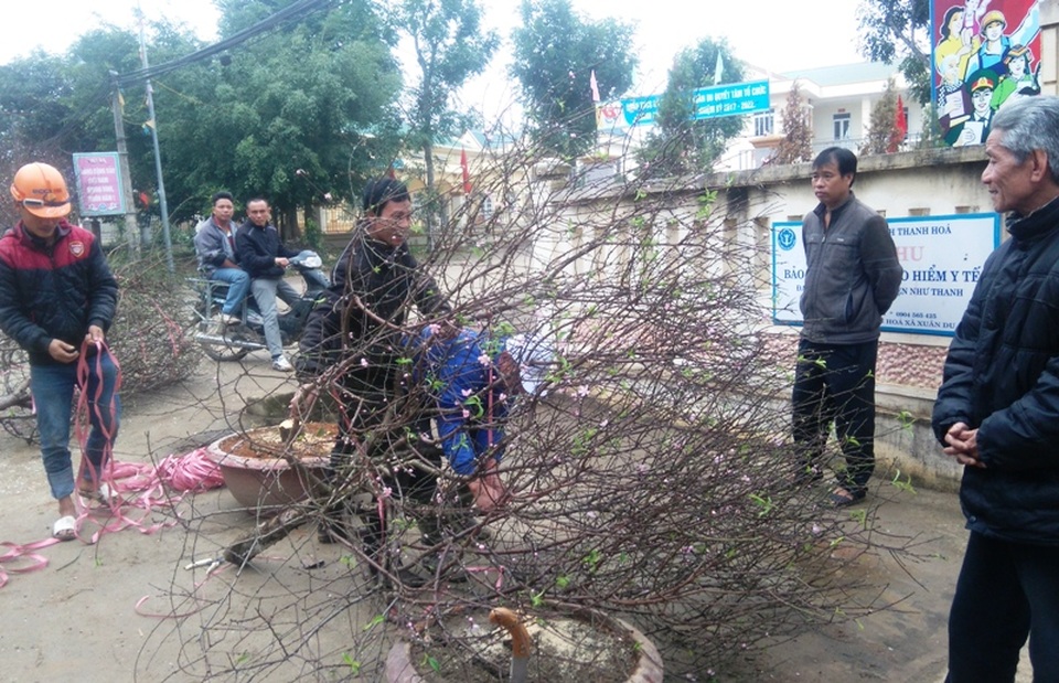 Tết sớm ở làng hoa đào lớn nhất xứ Thanh - 13 Không khí tất bật, nhộn nhịp diễn ra khắp các đường làng, ngõ xóm nơi vựa đào xứ Thanh