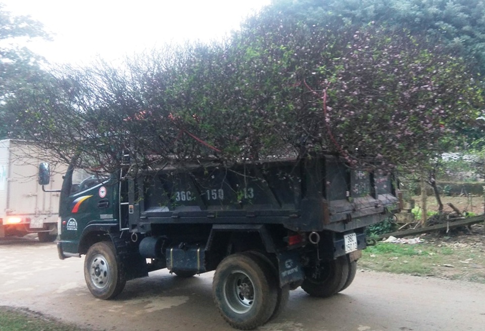 Tết sớm ở làng hoa đào lớn nhất xứ Thanh - 6 Mang sắc xuân xuống phố