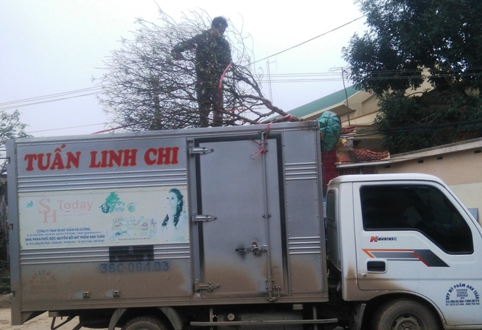 Tết sớm ở làng hoa đào lớn nhất xứ Thanh - 8 Không chỉ thương lái mà nhiều người chơi đào cũng tìm về Xuân Du để mua đào