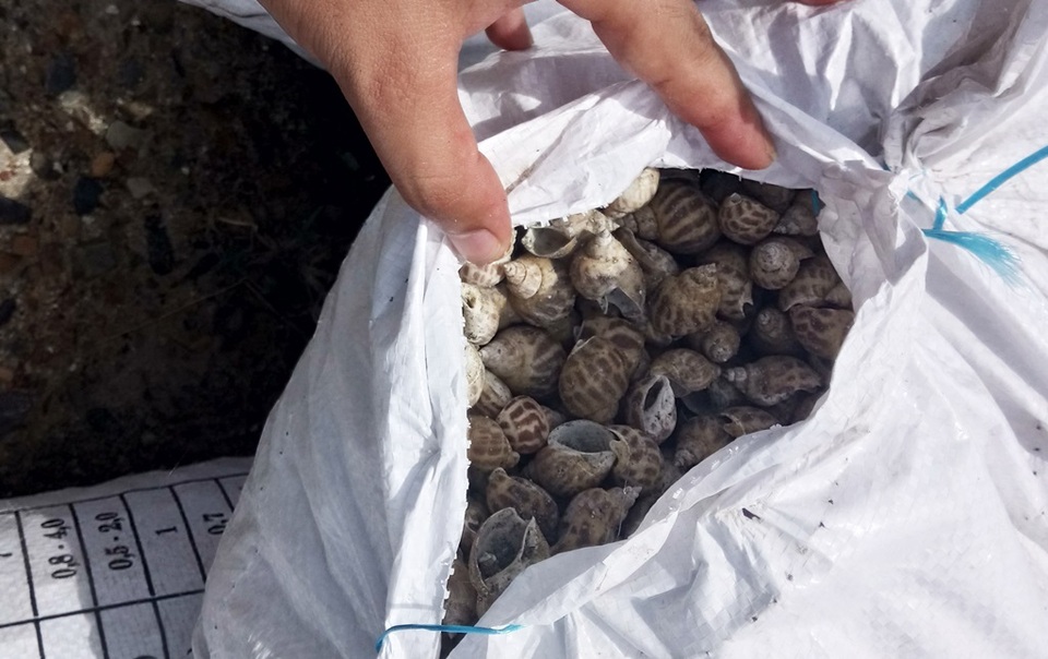 Dân mất tiền tỷ vì ốc hương bất ngờ chết hàng loạt - 1 Ốc hương chết, còn vỏ khô đóng vào bao ở xã Ninh Thọ, thị xã Ninh Hòa, Khánh Hòa những ngày gần đây