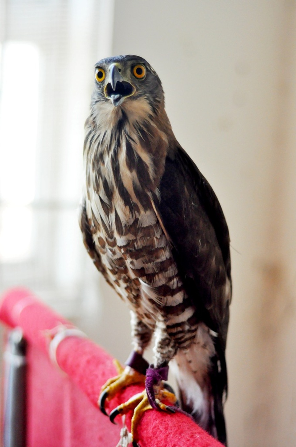 Bộ sưu tập chim săn giá 300 triệu của dân chơi Hà Nội - 11 Chơi chim săn mồi cần có sự kiên nhẫn, tỉ mỉ và sự am hiểu đặc tính của từng loại thì mới thành công.