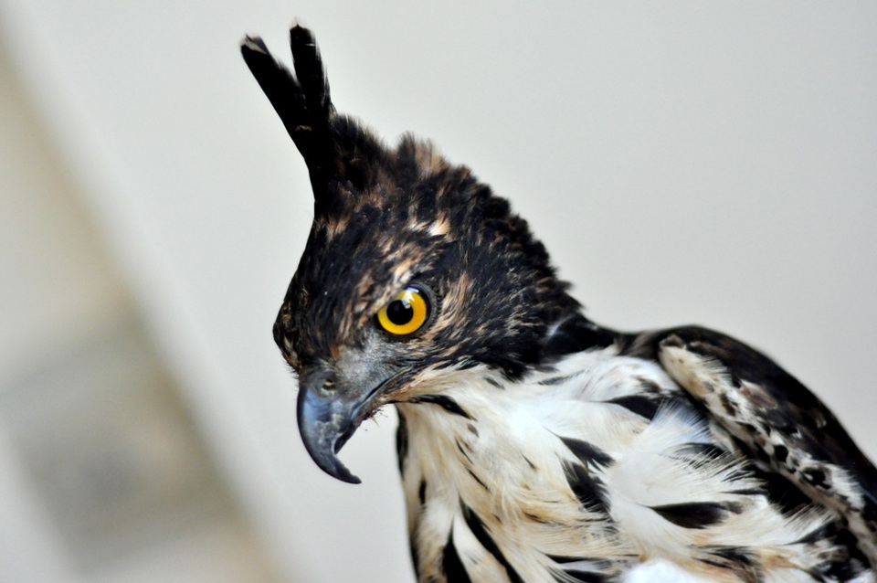 Bộ sưu tập chim săn giá 300 triệu của dân chơi Hà Nội - 4 Bộ sưu tập chim săn giá 300 triệu của dân chơi Hà Nội - 4