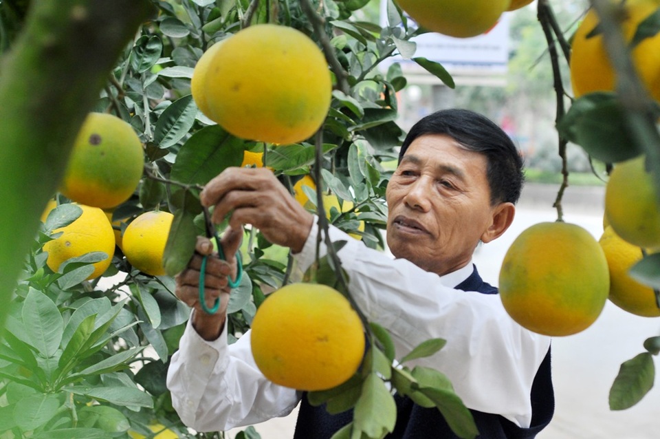 Bưởi 200 quả, giá thuê chơi Tết lên tới vài chục triệu đồng - 8
Theo tiết lộ của chủ vườn này, cây bưởi 200 quả được ông cho thuê với giá đắt nhất là 45 triệu đồng/vụ Tết. Những cây khác có giá thuê giao động từ 3 - 20 triệu đồng/vụ Tết, tùy vào hình dáng, số lượng quả.