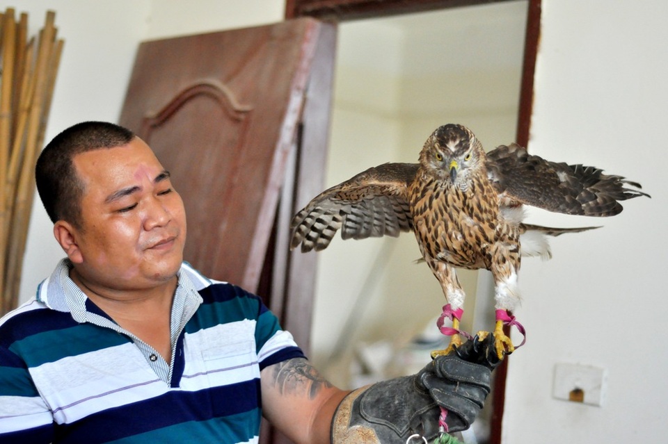 Bộ sưu tập chim săn giá 300 triệu của dân chơi Hà Nội - 2 Theo anh Minh, nuôi và huấn luyện chim săn mồi không chỉ là thú chơi mà còn là một môn thể thao độc đáo. Dòng chim săn mồi gồm có các loại như: đại bàng, chim ưng, chim cắt, cú mèo… Đây đều là những loại chim có bản tính hung dữ, trong tự nhiên chúng thường săn bắt các loại bò sát, thú nhỏ làm thức ăn. Ở Việt Nam, trào lưu nuôi chim săn mồi chỉ mới xuất hiện trong khoảng vài năm trở lại đây và chủ yếu phát triển ở các thành phố lớn như Hà Nội, thành phố Hồ Chí Minh, Huế, Đà Nẵng... Trong ảnh là con Goshawk có giá vào khoảng 20 triệu đồng.