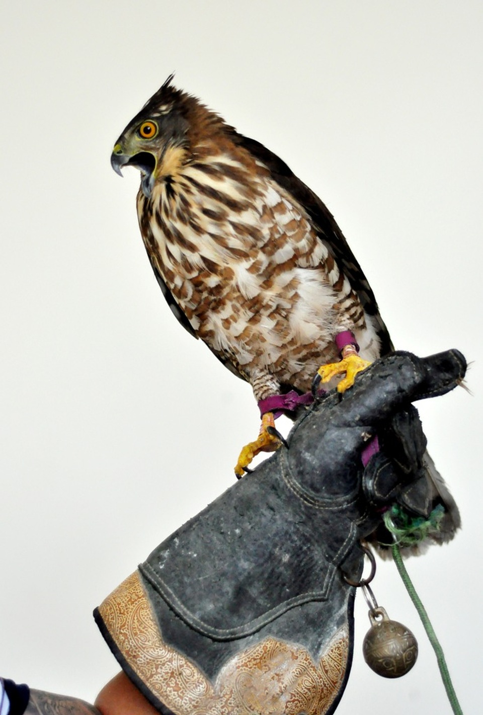 Bộ sưu tập chim săn giá 300 triệu của dân chơi Hà Nội - 10 Ban đầu khi chim mới bẫy về người chơi phải tập cho chim quen chủ, đậu và ăn trên găng tay. Sau đó tập cho chim nghe theo hiệu lệnh như: bay qua tay ăn mồi, sải cánh… rồi cuối cùng mới đến giai đoạn huấn luyện chim đi săn mồi thật. Hầu hết, các loại chim săn của anh Minh đều được nhập ở nước ngoài, khi về Việt Nam mới được anh huấn luyện các kỹ năng.