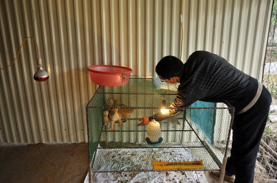 Độc đáo gà "khổng lồ năm ngón" giá 30 triệu đồng ở Hà Nội - 8 Hiện tại trang trại anh Nhữ Giáp đã nhân giống thành công gà con khổng lồ từ cặp gà bố mẹ được nhập về
