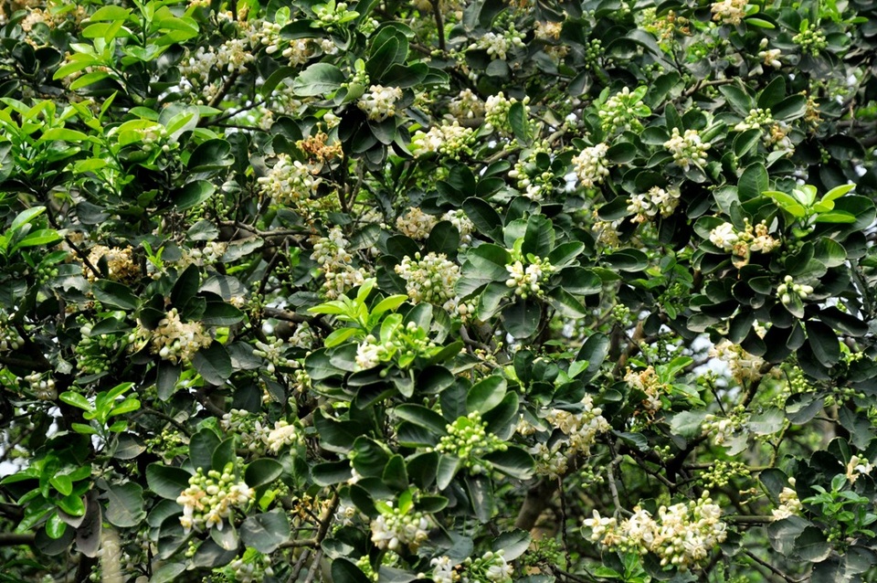 Hà Nội mùa hoa bưởi sớm - 11 Mùa hoa bưởi về cũng là thời điểm chuyển giao giữa tháng, kết thúc cái se se lạnh của mùa xuân và báo hiệu mùa hè sắp về.