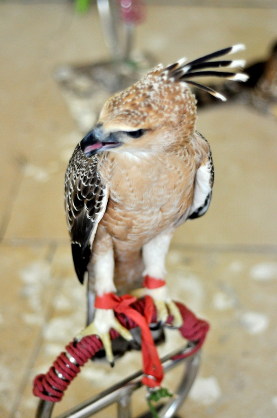 Bộ sưu tập chim săn giá 300 triệu của dân chơi Hà Nội - 13 Đối với dòng chim săn mồi người chơi không dùng lồng nhốt để tránh việc dụng lông mà thường huấn luyện chim đứng trên các thanh sắt và cầu.