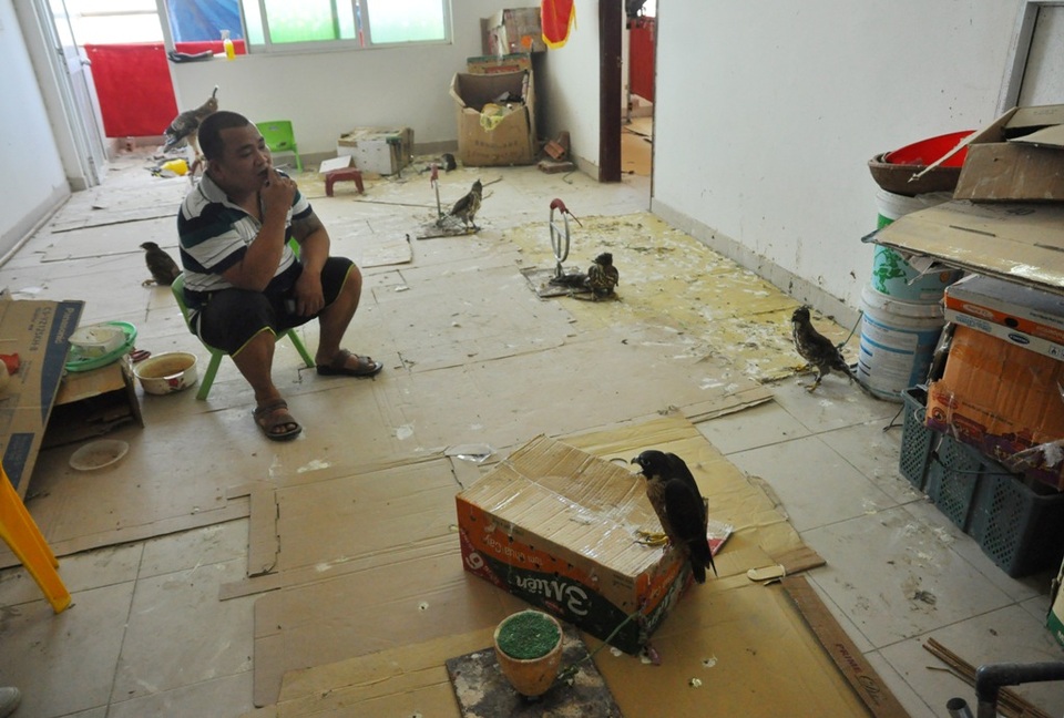 Bộ sưu tập chim săn giá 300 triệu của dân chơi Hà Nội - 1  Anh Vũ Đức Minh (SN 1982, Hà Đông – Hà Nội) nổi tiếng trong giới chơi chim săn mồi ở Hà Nội nhờ sở hữu bộ sưu tập chim săn lên tới gần trăm con, trị giá vào khoảng 300 triệu đồng. Trong đó có nhiều dòng chim thuộc vào hàng quý hiếm, có giá trị đắt đỏ như: Cắt lớn, diều núi, diều lửa, ưng ấn…