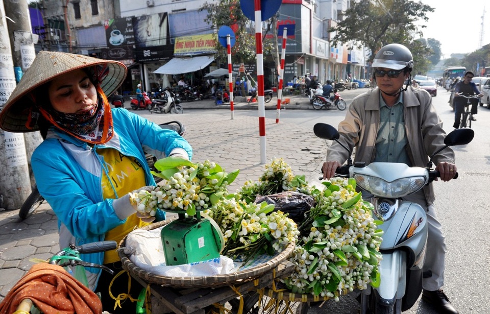 Hà Nội mùa hoa bưởi sớm - 6 Những chùm hoa bưởi nở đẹp nhất sẽ được lựa bán đổ theo cân sau đó các lái buôn sẽ chia nhỏ thành từng chùm hoặc lạng để bán cho khách.