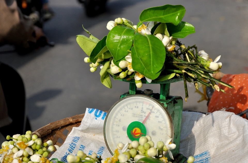 Hà Nội mùa hoa bưởi sớm - 7
Hoa bưởi đẹp là những chùm hoa phải nở đều, cánh to, nhị vàng và có có màu trắng tinh khiết. Không giống như những loài hoa khác, hoa bưởi chỉ chơi được từ 1- 2 ngày là hết hương hoặc rụng cánh phải thay hoa mới.