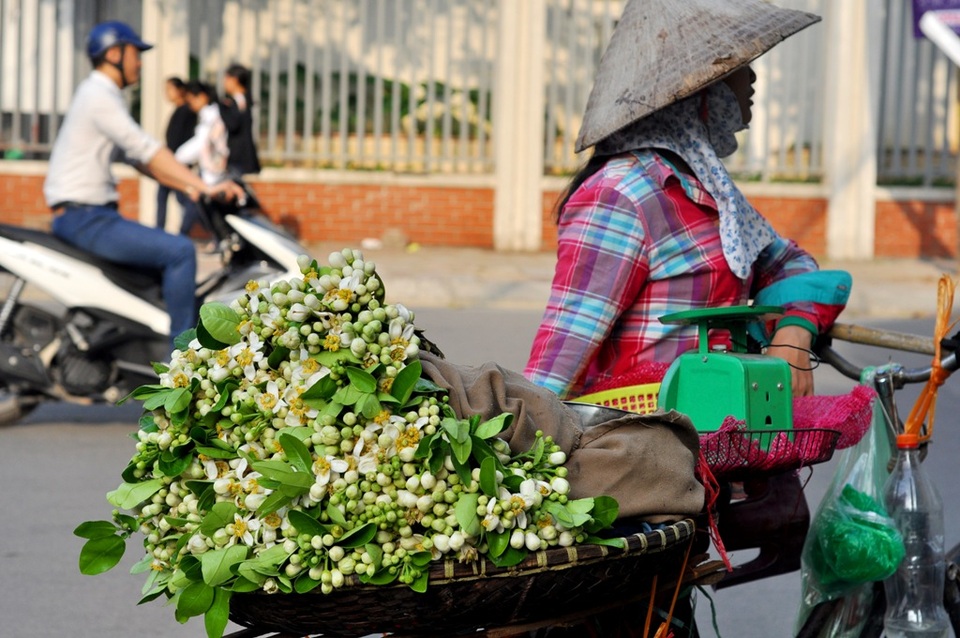 Hà Nội mùa hoa bưởi sớm - 3
Thông thường, hoa bưởi nở vào đầu tháng 3 và chỉ nở từ 3 – 4 tuần rồi đậu trái. Các chủ vườn không cắt hoa từ những cây dùng để ăn trái mà chỉ hái từ những cây triết cành.